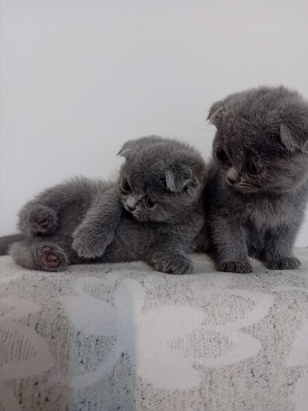 Pisici British Shorthair de vanzare