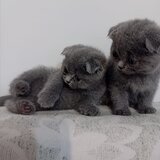 Pisici British Shorthair de vanzare