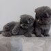 Pisici British Shorthair de vanzare